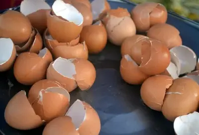 Cracked egg shells are placed in a mat